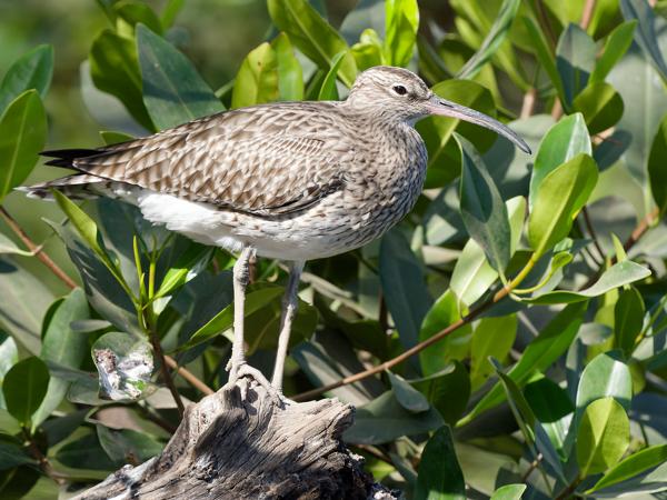 <h3><a href="/trips/gambia/biota/animalia/chordata/aves/024 charadriiformes/015 scolopacidae/numenius arquata/numenius arquata-nl.html">Numenius&nbsp;arquata</a> / Eurasian&nbsp;curlew / Wulp</h3>OM-1 Mark II met OLYMPUS M.150-400mm F4.5, 1/2000 sec  bij F6.3, ISO 1600, afstand 6.87&nbsp;m